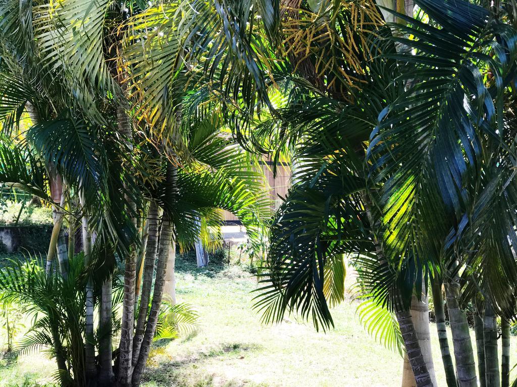 Tsunami Hostel Tamarindo Dış mekan fotoğraf
